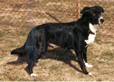 Rosco Rumor Has It